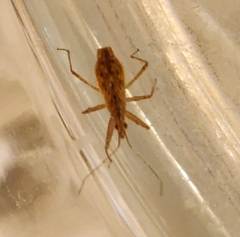 Nabis roseipennis