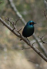 Lamprotornis chalybaeus