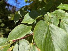 Eriophyes tiliae