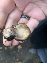 Gomphidius oregonensis