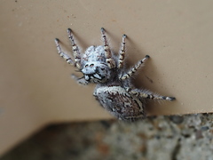 Phidippus mystaceus