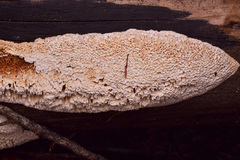 Pycnoporellus alboluteus