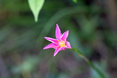 Angiospermae