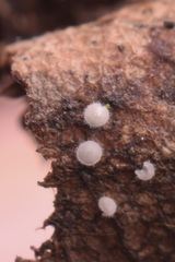 Pezizomycetes