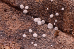 Pezizomycetes