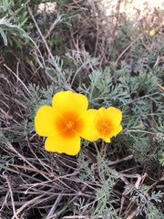 Eschscholzia californica maritima