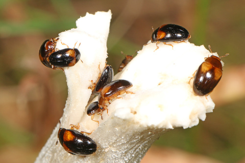 Two-spotted Pleasing Fungus Beetle photo 4