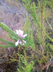 Erica perspicua