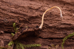 Cordyceps tenuipes
