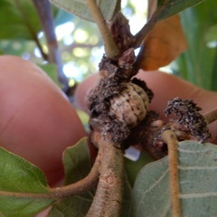 Allokermes galliformis