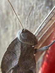 Xyleus discoideus