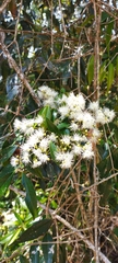 Myrcia