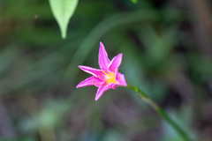Angiospermae