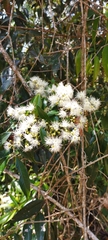 Myrcia
