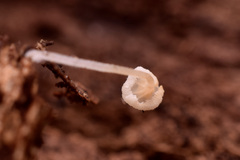 Porotheleaceae
