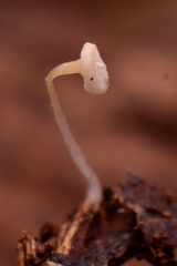 Porotheleaceae