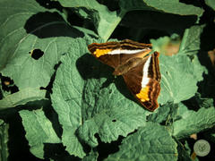 Doxocopa
