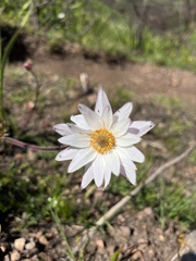 Knowltonia tenuifolia