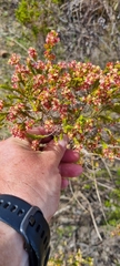 Passerina corymbosa