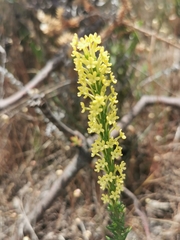 Microdon dubius