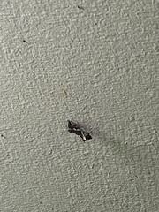 Chrysodeixis argentifera