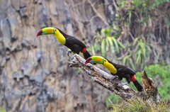 Ramphastos sulfuratus