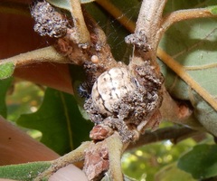 Allokermes galliformis