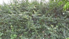Ligustrum sinense