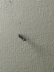 Chrysodeixis argentifera