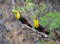 Ramphastos sulfuratus