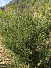 Dicerothamnus rhinocerotis