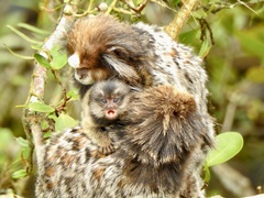 Callithrix penicillata