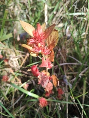 Acalypha