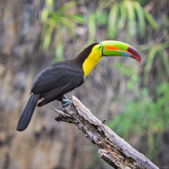 Ramphastos sulfuratus