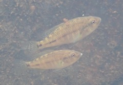 Pseudocrenilabrus philander