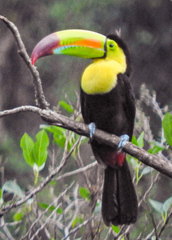 Ramphastos sulfuratus