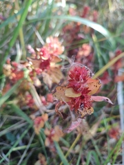 Acalypha
