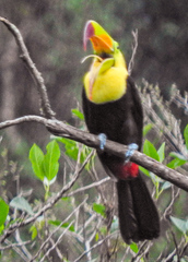 Ramphastos sulfuratus