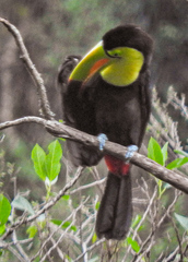 Ramphastos sulfuratus