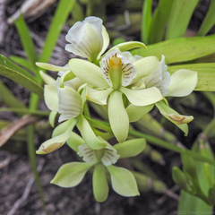 Prosthechea radiata