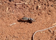 Anthia burchelli burchelli