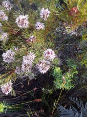 Serruria ascendens