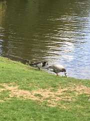 Branta leucopsis