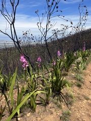 Watsonia borbonica