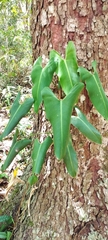 Philodendron