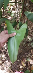 Philodendron