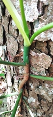 Philodendron