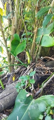 Philodendron