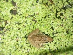 Ptychadena anchietae