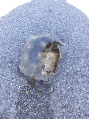 Gopherus berlandieri